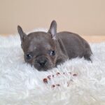Zoe-female-french-bulldog-puppy-for-sale- (3)