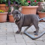 Zoe-female-french-bulldog-puppy-for-sale- (3)