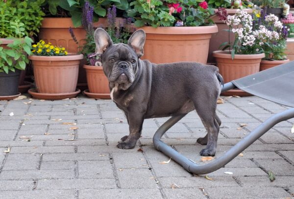 Zoe French Bulldog Zoe French Bulldog