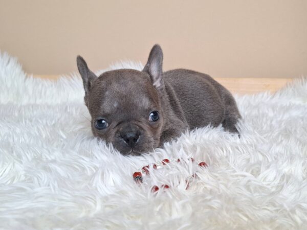 Zoe French Bulldog Zoe French Bulldog