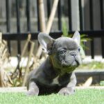 Zoe-female-french-bulldog-puppy-for-sale- (4)