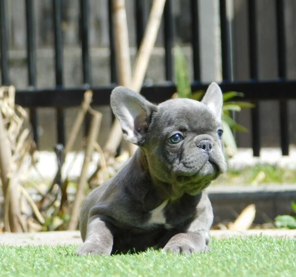 Zoe French Bulldog Zoe French Bulldog