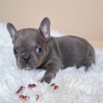 Zoe-female-french-bulldog-puppy-for-sale- (4)