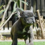 Zoe-female-french-bulldog-puppy-for-sale- (5)