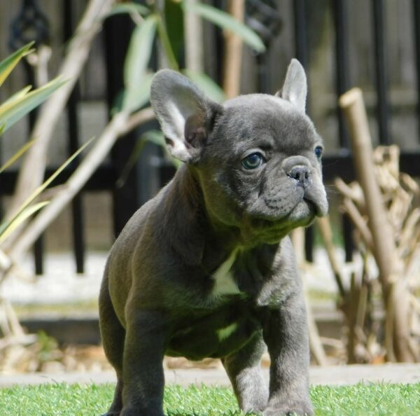Zoe French Bulldog Zoe French Bulldog