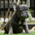 Zoe-female-french-bulldog-puppy-for-sale- (6)