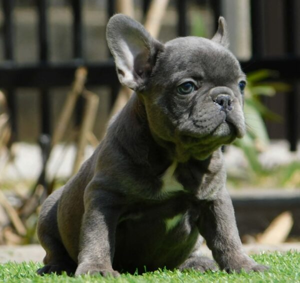 Zoe French Bulldog Zoe French Bulldog