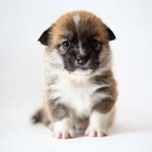 Zunny Welsh Corgi Zunny Welsh Corgi