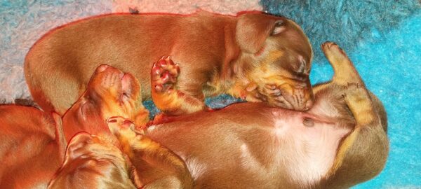 New litter Miniature Dachshund New litter Miniature Dachshund