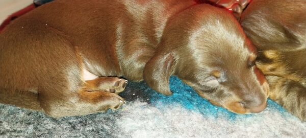 New litter Miniature Dachshund New litter Miniature Dachshund