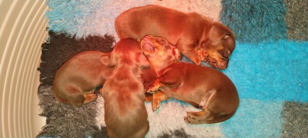 New litter Miniature Dachshund New litter Miniature Dachshund