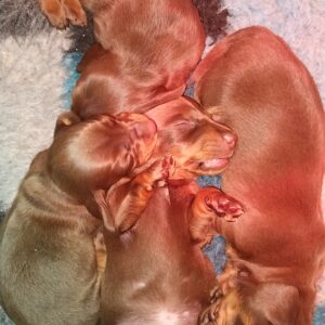 New litter Miniature Dachshund New litter Miniature Dachshund