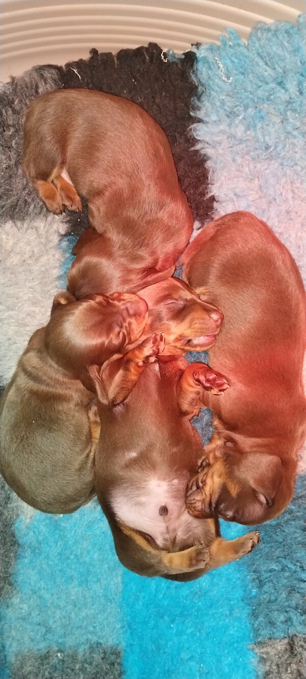 New litter Miniature Dachshund New litter Miniature Dachshund