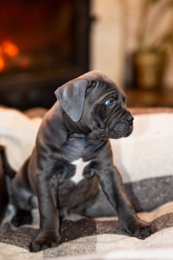 Fabio Cane Corso Fabio Cane Corso