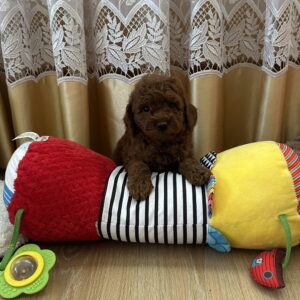 Adelino Toy Poodle Adelino Toy Poodle