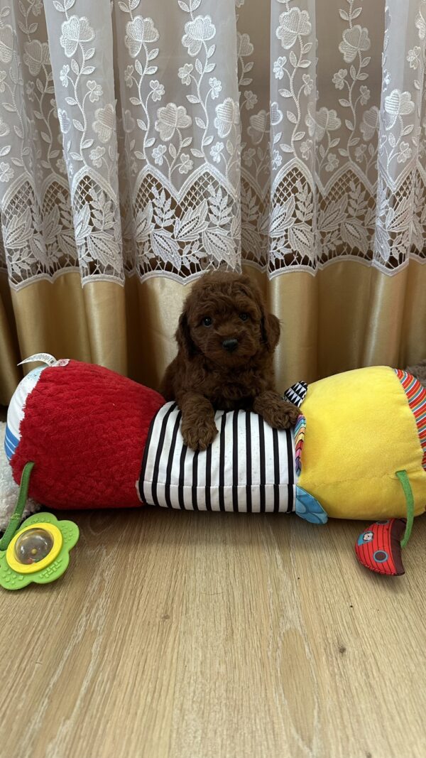 Adelino Toy Poodle Adelino Toy Poodle