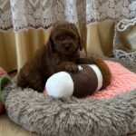 Adelino-male-Toy-Poodle-puppy-for-sale-1 (2)