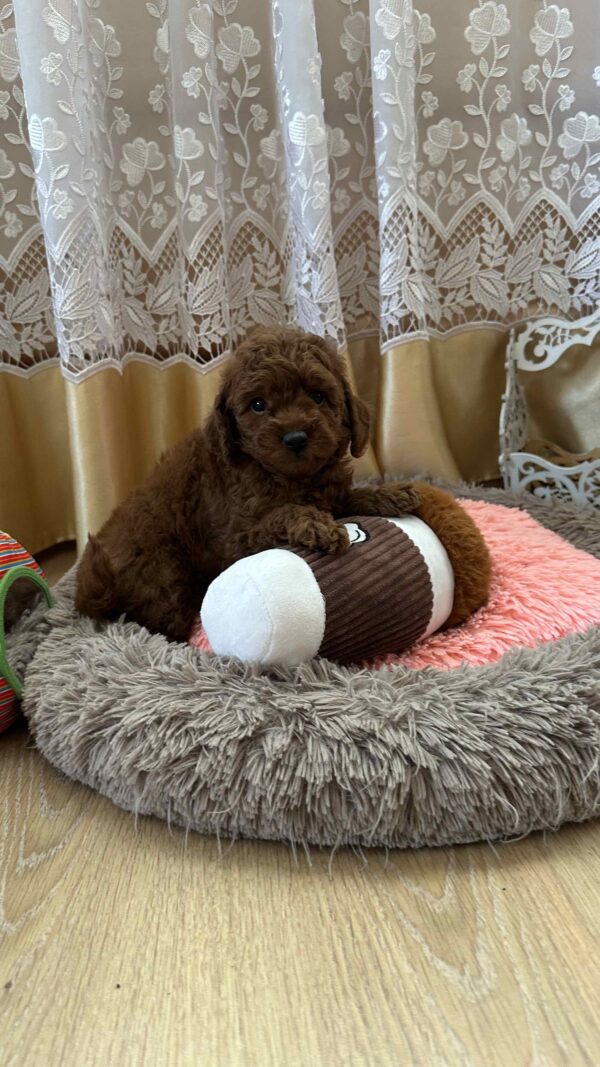 Adelino Toy Poodle Adelino Toy Poodle