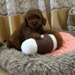Adelino-male-Toy-Poodle-puppy-for-sale-1 (3)