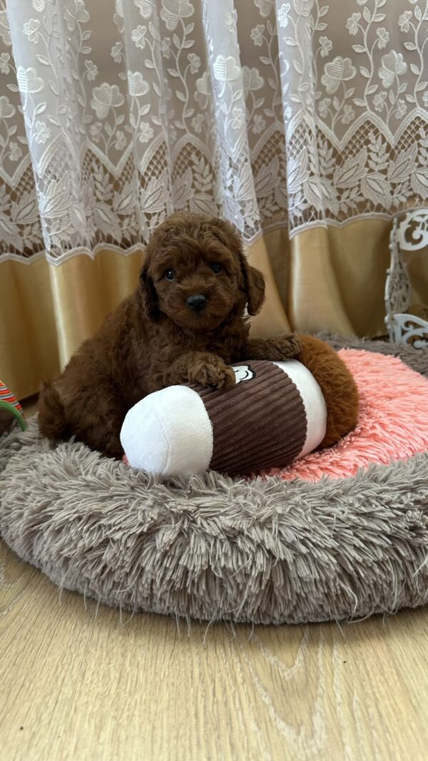 Adelino Toy Poodle Adelino Toy Poodle