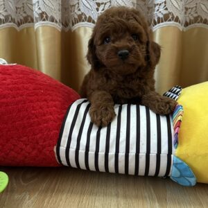 Adelino Toy Poodle Adelino Toy Poodle