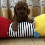 Adelino-male-Toy-Poodle-puppy-for-sale-1 (5)