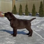 Afina-female-labrador-retriver-puppy-for-sale-1 (1)