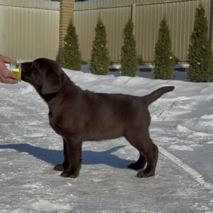 Afina Labrador Retriever Afina Labrador Retriever