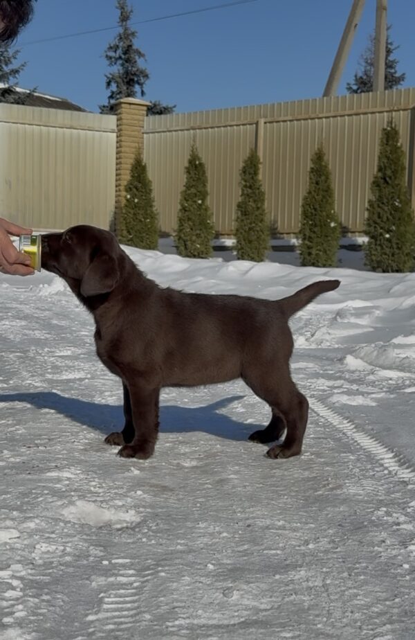 Afina Labrador Retriever Afina Labrador Retriever