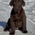 Afina-female-labrador-retriver-puppy-for-sale-1 (2)