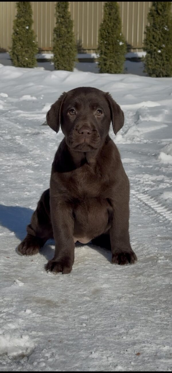 Afina Labrador Retriever Afina Labrador Retriever