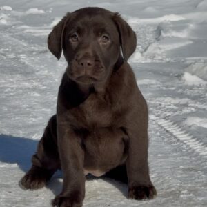 Afina Labrador Retriever Afina Labrador Retriever