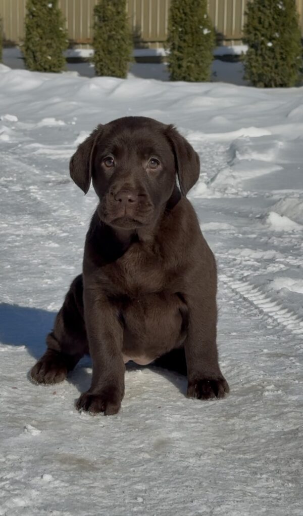 Afina Labrador Retriever Afina Labrador Retriever