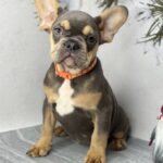 Alesna-female-French-bulldog-puppy-for-sale-1