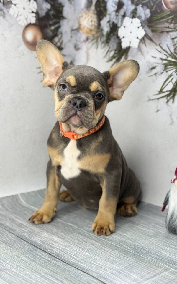 Alesna French Bulldog Alesna French Bulldog