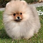 Alfee-male-pomeranian-puppy-for-sale- (1)