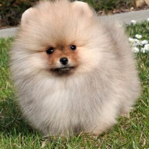 Alfee Pomeranian Alfee Pomeranian