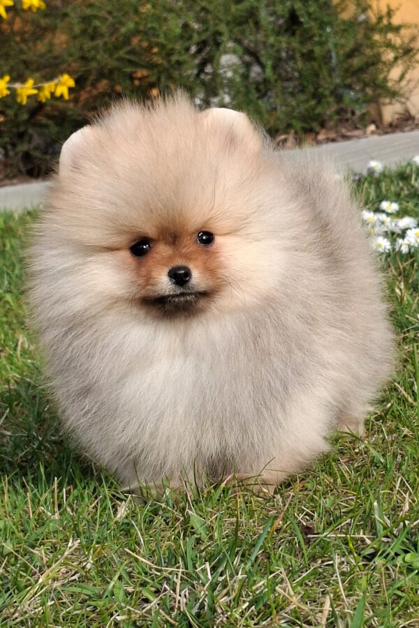 Alfee Pomeranian Alfee Pomeranian