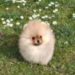 Alfee-male-pomeranian-puppy-for-sale- (2)