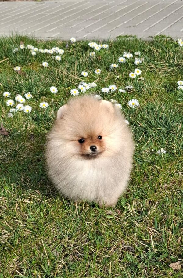 Alfee Pomeranian Alfee Pomeranian