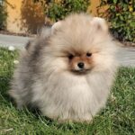Alfee-male-pomeranian-puppy-for-sale- (3)