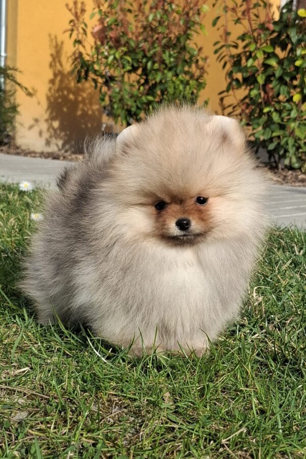 Alfee Pomeranian Alfee Pomeranian