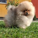 Alfee-male-pomeranian-puppy-for-sale- (4)