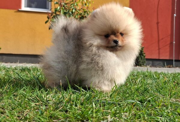 Alfee Pomeranian Alfee Pomeranian