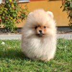 Alfee-male-pomeranian-puppy-for-sale- (5)