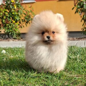 Alfee Pomeranian Alfee Pomeranian