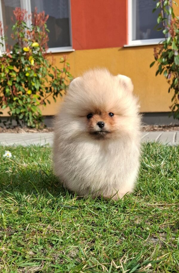 Alfee Pomeranian Alfee Pomeranian