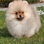 Alfee-male-pomeranian-puppy-for-sale- (6)