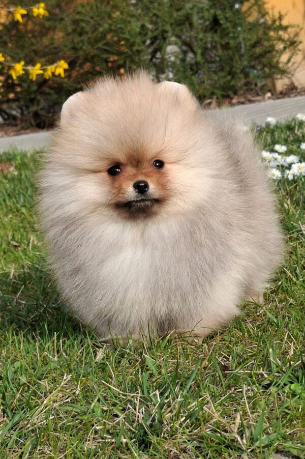Alfee Pomeranian Alfee Pomeranian