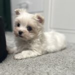 Alisa-female-maltipoo-puppy-for-sale-1 (1)